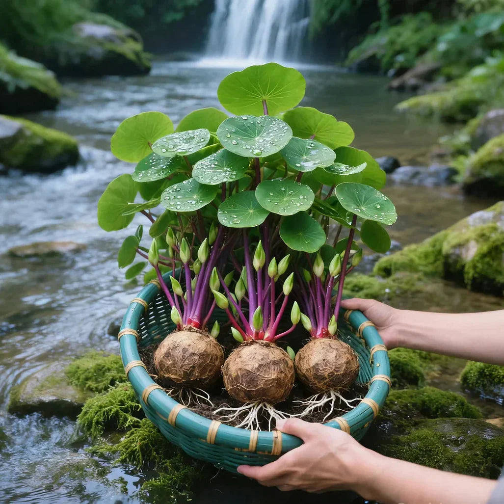 UrbanLeaf – Stilig og lettstelt stueplante