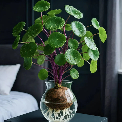 UrbanLeaf – Stilig og lettstelt stueplante