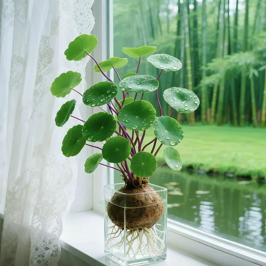 UrbanLeaf – Stilig og lettstelt stueplante